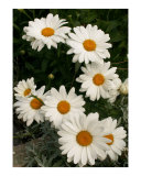Buy White daisies at AllPosters.com