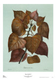 Buy Sylvan Profiles II at AllPosters.com