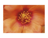 Buy Birds and Bees at AllPosters.com
