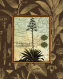 Buy C. Capsolorum at AllPosters.com