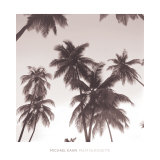 Palm Silhouette