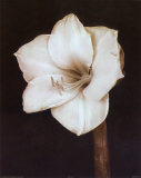 Buy White Flower at AllPosters.com