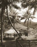 Hut and Palm Trees