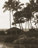 Hut, Palm Trees and Water