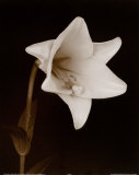 Buy White Flower at AllPosters.com