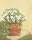 White Flowers in Bucket