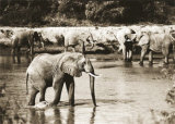 Elephants in River