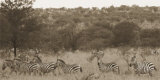 Zebras