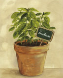 Buy Basilcum at AllPosters.com