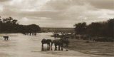 Elephants in River
