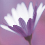 Buy Purple Flower at AllPosters.com