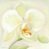 Orchid Poetry