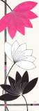 Fuchsia Lotus Blooms