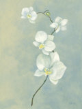 Buy Blue Orchid Stem at AllPosters.com