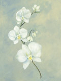 Buy Powder Blue Orchid at AllPosters.com