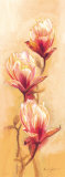 Passionate Magnolia