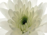 Pureness