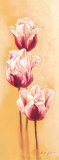 Gleaming Tulips