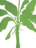 Silhouette of Palm II