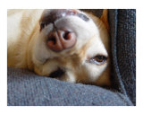 Buy Doggie Upside Down at AllPosters.com