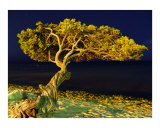 Buy Divi divi Tree Aruba at AllPosters.com