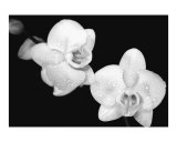 Buy Phalaenopsis at AllPosters.com