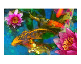 Buy Koi Play at AllPosters.com