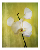 Buy Steel and Orchid at AllPosters.com