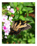 Buy Butterfly at AllPosters.com