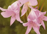 Buy Say It with Flowers II at AllPosters.com