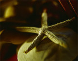 Starfish III