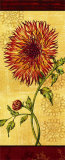 Dahlia III