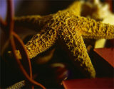 Starfish IV