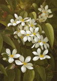Buy Clematis at AllPosters.com