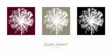 Buy Allium at AllPosters.com