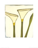 Buy Arum, c.2003 at AllPosters.com
