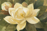 Majestic Magnolia