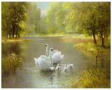 Buy Swan Family at AllPosters.com