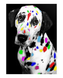 Buy Multi-colored Dalmatian at AllPosters.com
