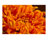 Buy Orange Mum at AllPosters.com