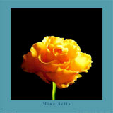 Yellow Rose