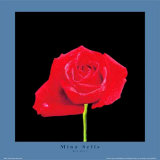 Red Rose
