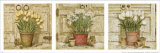 Potted Flowers, Three Panels III