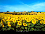 Sunflowers Field, Umbria