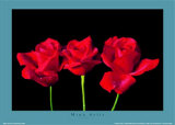 Buy Red Roses at AllPosters.com