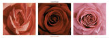 Hearts of Roses