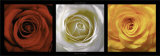 Buy Coeurs de Roses at AllPosters.com