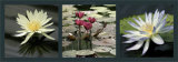 Buy Nenuphars at AllPosters.com