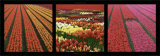 Tulipes de Hollande