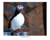 Curious Puffin Photographic Print